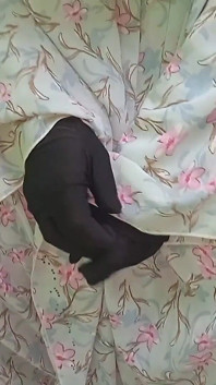 Desi hijabi caldo india duro dai suoi vicini