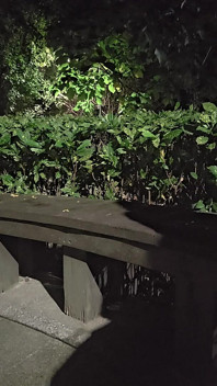 Melancap dubur Tingxuan gadis palsu di alam liar