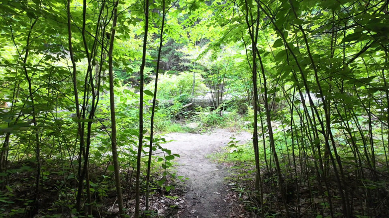 Midknightproductions: Hotwife Takes BBC in the Woods