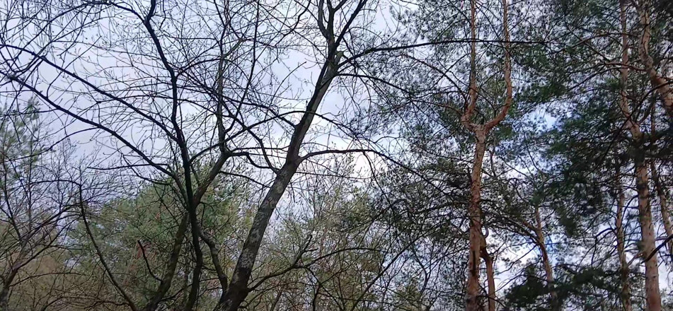 Lesbian-illusion: Risky Female Peeing and Masturbation in the Forest