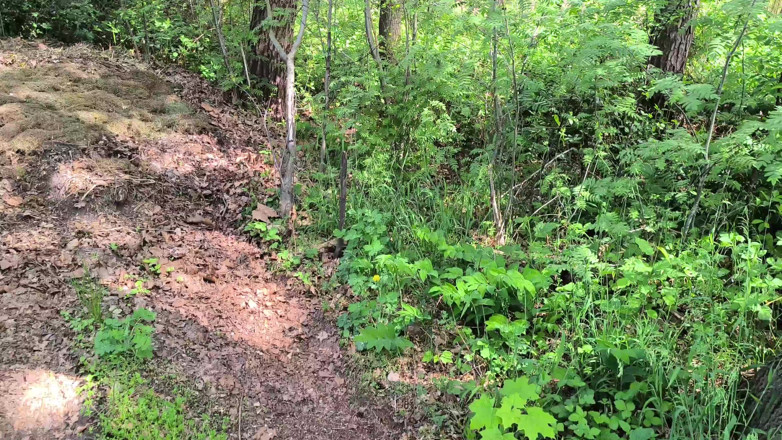 Bouncy Tits Action: Red Breasts in the Forest