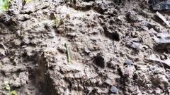 Adele Amber: 自然界の雨