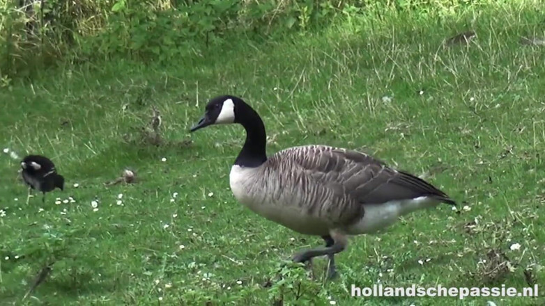 Hollandsche Passie: ピクニックの外側はハードコアなアナルで終わる