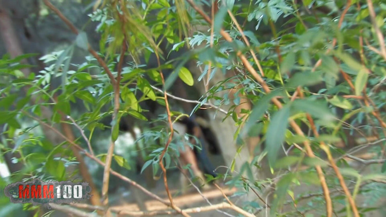 MMM100: Awek Nataly Divine menghisap teman lelakinya di dalam hutan, dirakam...