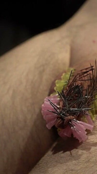 107 Needles CBT