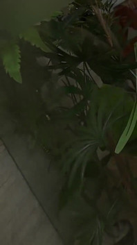 TS Ass Swallowing Cocks!