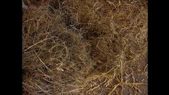 MCG EMPIRE TV - our best full movie: Vepřové Sv. 4