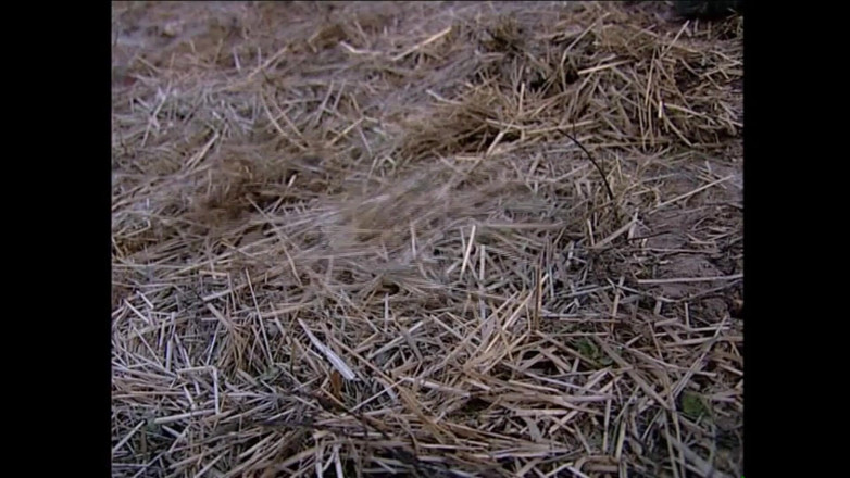 MCG EMPIRE TV - our best full movie: Свинина, том 4