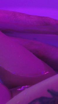 巨乳の大きなお尻の美しい入れ墨の女の子は、長いからかいと誘惑の後、彼女の腹とおっぱいにザーメンの負荷を取ります
