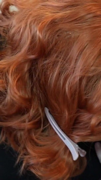 CD-Sissy lutscht wirklich dicken weißen schwanz, um fiona fortune blowjob sahnig zu beenden