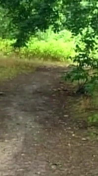 La lingua del bbc allarga la figa bionda nella leccata della foresta selvaggia
