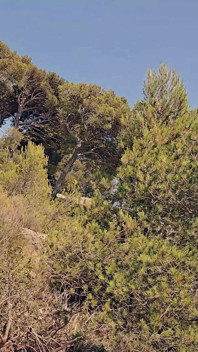 Vera ragazza amatoriale si spoglia e spompina un cazzo enorme fino alla sborrata in bocca