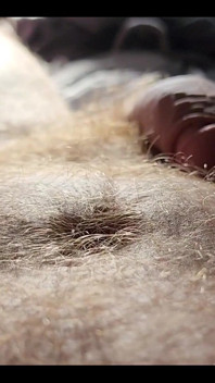 Ginger Fur