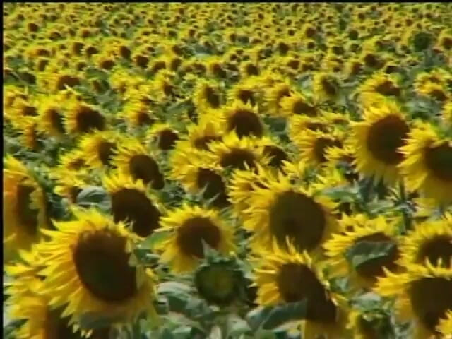 My girlfriend: Gorgeous Blondes Plays in a Cornfield