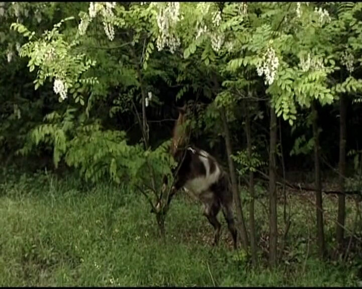 Deutsche Madchen: Blonde menjilat pepek lesbian dari Jerman berseronok di luar rumah