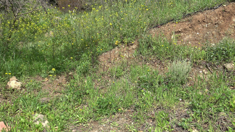 Stepmom Susan: 这个美国女人疯了!!她在穆斯林国家的黑市上买了一个肮脏的二手假阳具!!