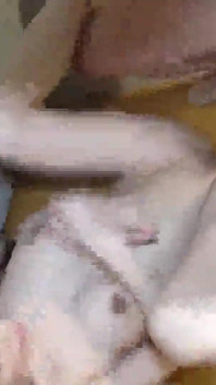 Asian angel 21055