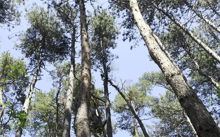 Mesmeriza: Mesmeriza Forest Walk