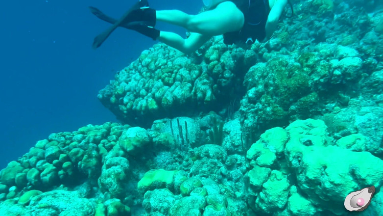 Mistress Pink Pearl: Timp singur în Bonaire