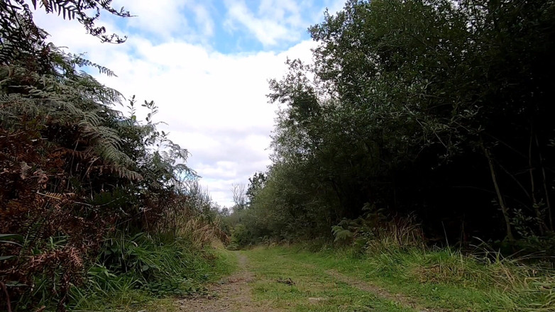 The Midnight Minx: Forest walk 2