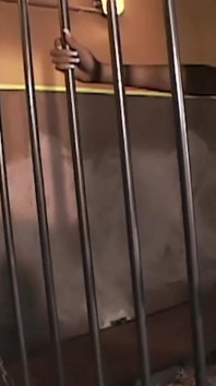 Si rambut coklat dan blonde berjaya mengongkek antara satu sama lain dengan strap-on melalui bar penjara