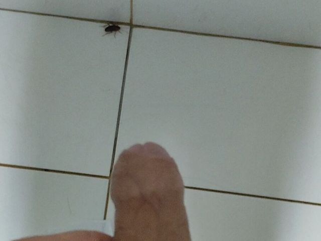 Quick Masturbation in the Bathroom with Cockroaches (Straight daddy club)