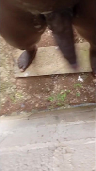Riesiger schwarzer sahniger monster-BBC wird bearbeitet