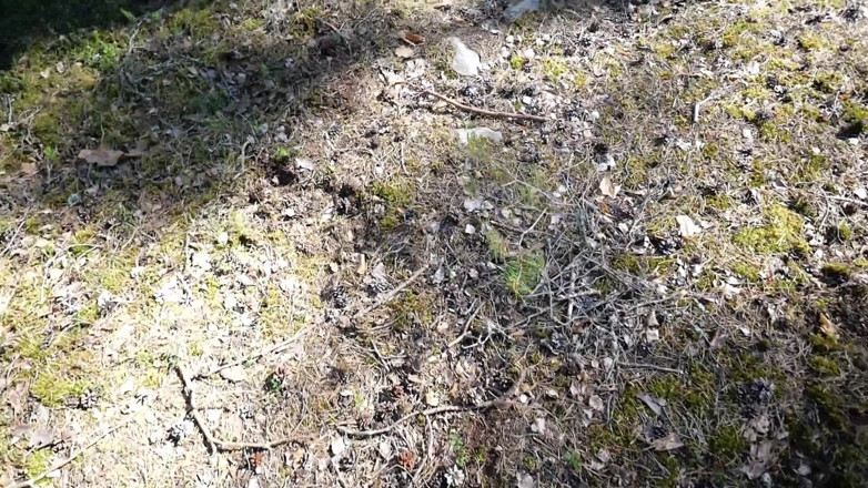 Eronordic: MILF Med Stora Tuttar I Skogen