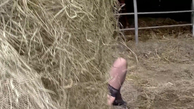 German Full Movies: Mess trong nông dân pigsty tìm kiếm người phụ nữ để đụ