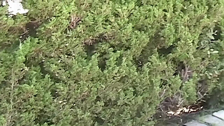 Oldschool X: 泳池派对以女同高潮结束