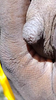 Desi sesso di coppia