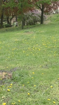 Laufen sie im park und melken sie ihre brust