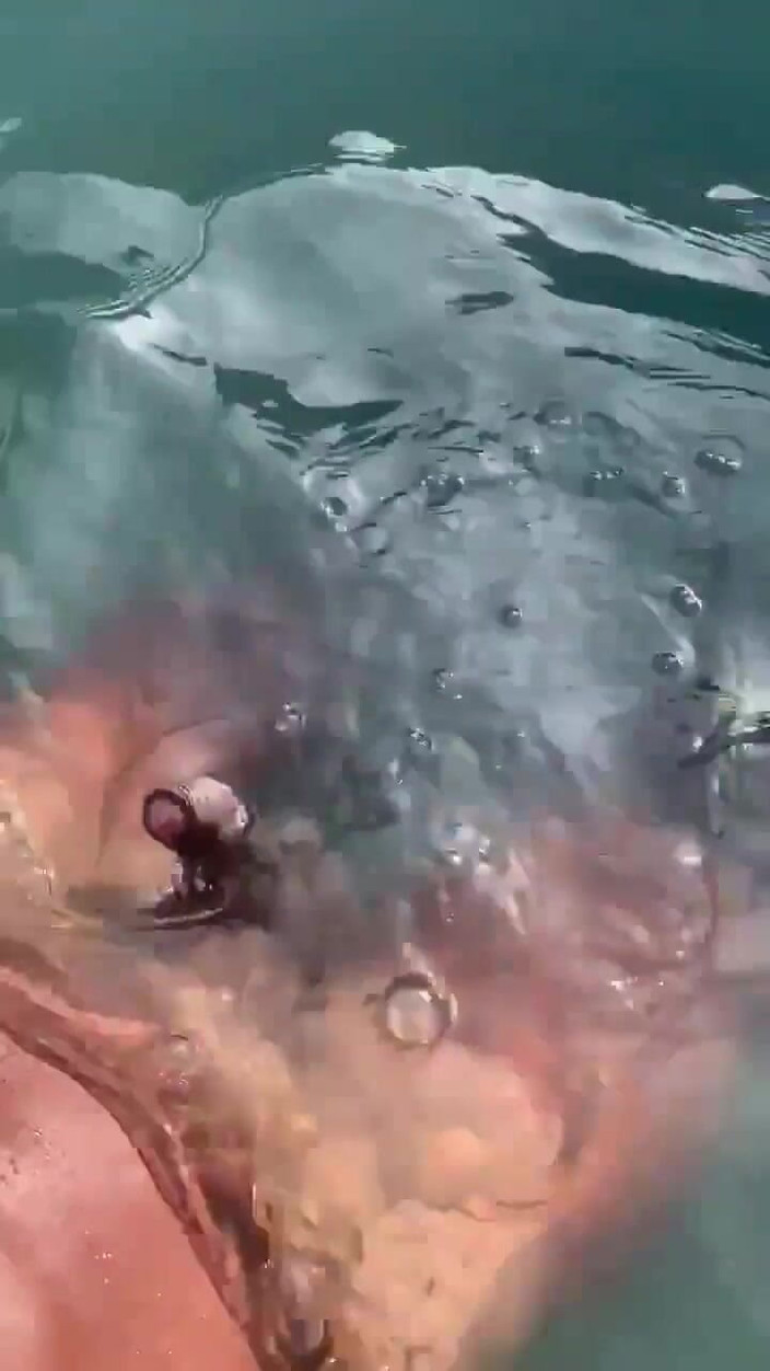 Vida Noite: Прослуховування звуку в басейні та дрочки