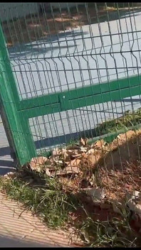 Żona popisuje się publicznie w parku!