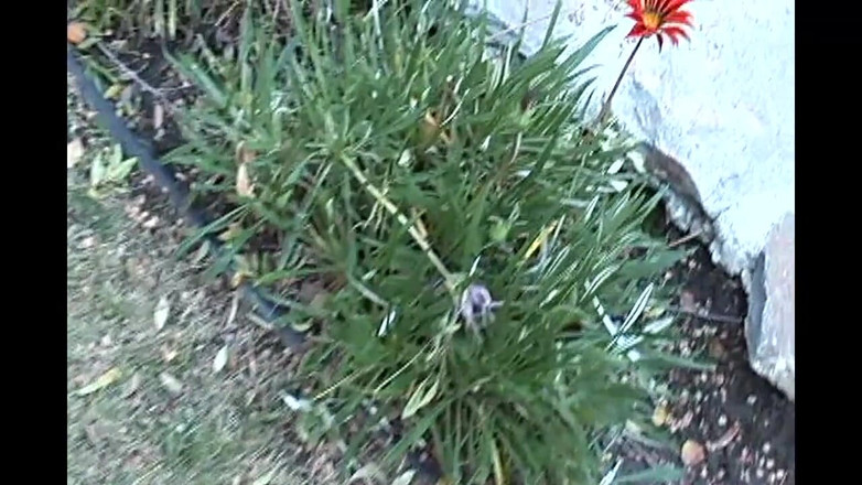 Forte Porno: Velká prsa mokrý zadek a nejžhavější kundička brunetka Nejtvrdší šukání část 2