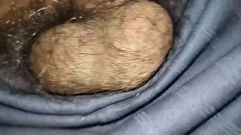 Desi Tits: 日本性玩具啪啪