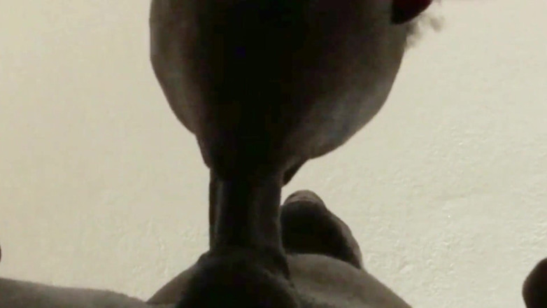 Wildwood21519: Глубокая глотка крупным планом