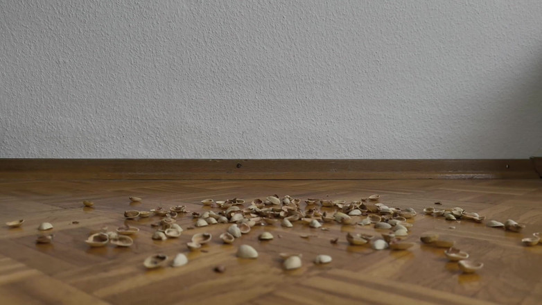 Your QueenXoXo: 130kg Mulher Andando em Conchas de Pistache - Crunching Sounds