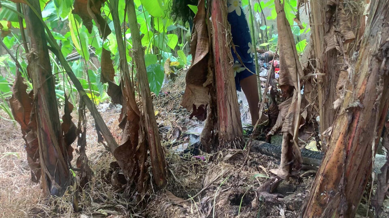 Nuragee: El deseo que surgió cuando fui al bosque a traer...