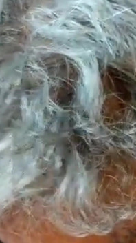 Sucking a Very Old Cock