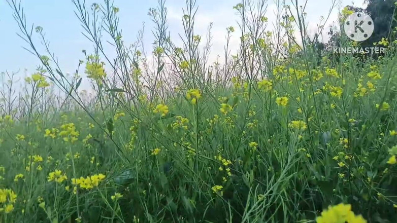 Savita5343: Bahagian - 2. Bhabhi dewar luar berkongkek dalam gaya doggy