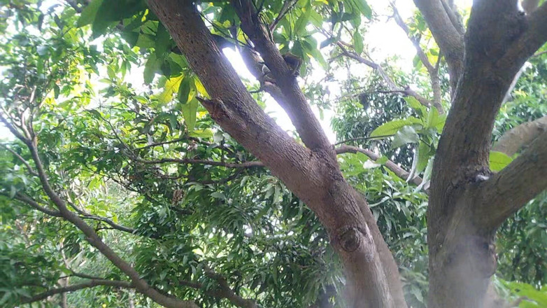 Blackberry World: The Boy From the Local Village Goes to the Garden...