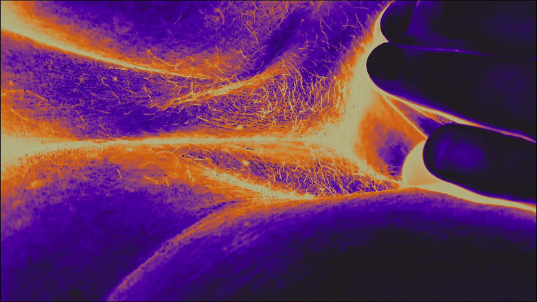 Lily & Theo: Pijat kaki yang mencengangkan dan erangan sensual