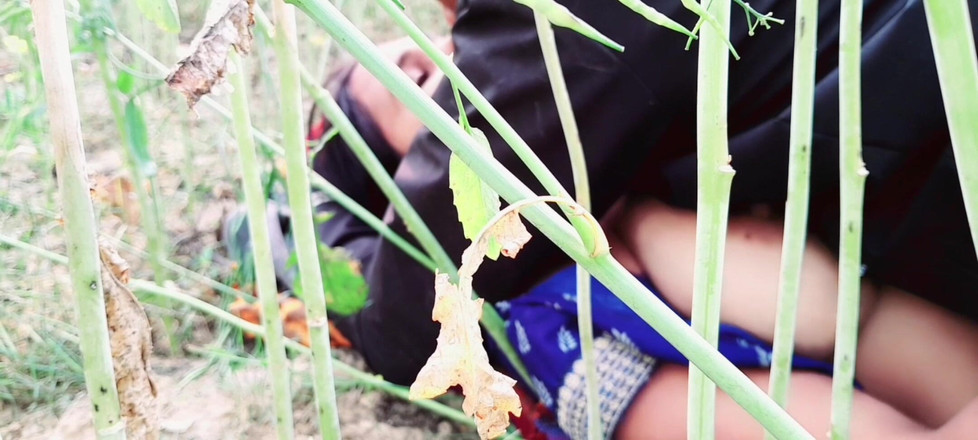 Renudbf: Outdoor Village Girl's Hot Sex in Mustard Field