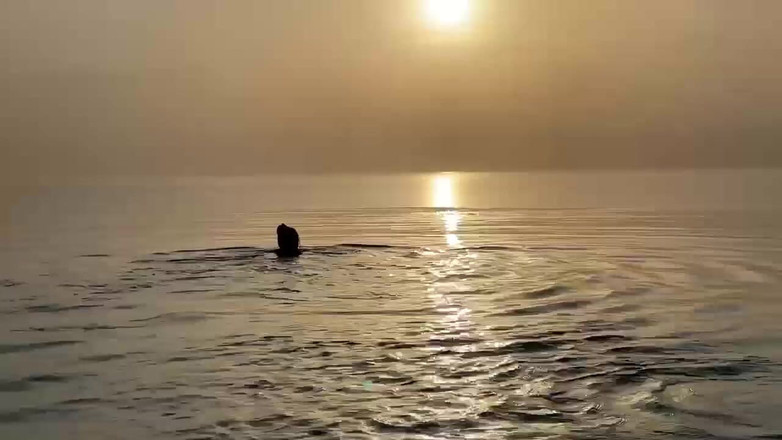 Monika Fox: Monika fox berpose estetis di laut