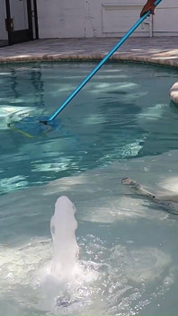 Pool Blowjob with Pedsrmeds
