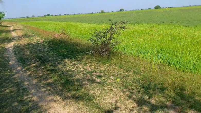AKXpro: didi ki saheli ko kheto men choosaaya apna land garlaphrend...