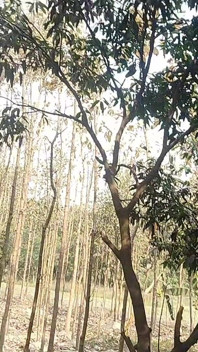 Forest Public Indian Boy and Handjob