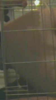 Slave in Cage Gets Anal Used