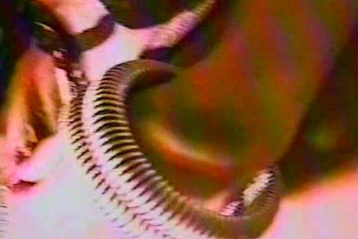 Lovers Of Vintage: A One of a Kind Pierced Babe Hot Her Pussy...